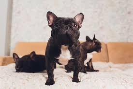 About 3 to 5 puppies. How Big Are French Bulldogs A Guide To French Bulldog Size