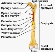 Labeling of the skeleton with intravital marker substances allows the quantitative measurement of bone formation and of bone remodeling dynamics. Human Skeleton And Muscles Anatomy And Physiology