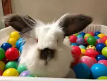 do-bunnies-like-ball-pits