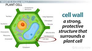 cell wall lesson for kids definition
