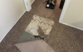 pet damaged carpet in doorway phoenix
