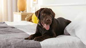 wash beds for medium dog breeds