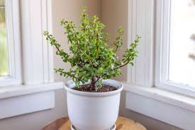 how to grow and care for dwarf jade plant