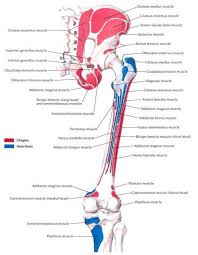 The levator ani muscles are the largest group of muscles in the pelvis. Anatomy Of Pelvis And Hip Muscle Anatomy Human Anatomy And Physiology Anatomy And Physiology