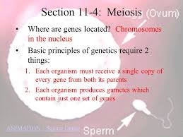 Mom x dad 46 46 mom x dad 46 46 eggs(23) sperm(23) eggs. Section 11 4 Meiosis Where Are Genes Located Chromosomes In The Nucleus Basic Principles Of Genetics Require 2 Things Each Organism Must Receive A Ppt Video Online Download