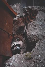 If you make the area bright, loud and seemingly if the raccoons under your deck must be removed and did not respond to the option for humanely deterring the raccoons from your property as described. How To Safeguard Your Home From Raccoons
