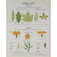 Deyrolle Plants And Leaves Teaching Chart 2311614