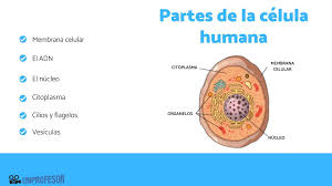 partes de la célula humana resumen