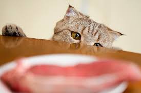 Can cats eat raw fish? Human Foods For Cats What Cats Can Can T Eat Catster