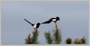 magpie in my garden wildedges