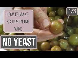 make scuppernong wine with no yeast