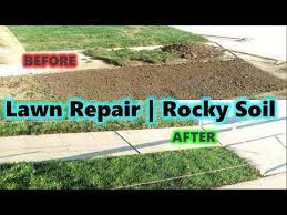 Repairing Lawn Damage Improving Rocky