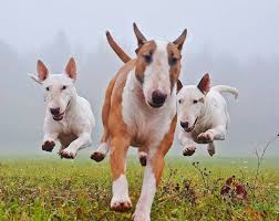 RARE: BULL TERRIER Puppies for... - Bosky's Kennel - India | Facebook