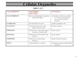 Organelles And Their Functions Table Modern Coffee Tables
