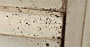 bugs that leave black spots on walls