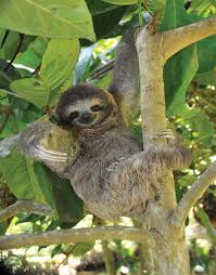 Sloth Definition Habitat Diet Facts Britannica