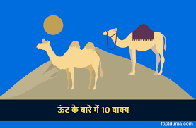 How to say camel in hindi language? à¤Š à¤Ÿ à¤• à¤¬ à¤° à¤® 10 à¤² à¤‡à¤¨ 10 Sentences About Camel In Hindi