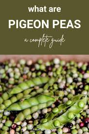 pigeon peas 101 nutrition benefits