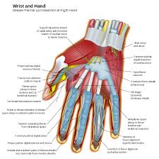 The terms rectus (parallel), transverse (perpendicular), and oblique (at an angle) in muscle names refer to the direction of the muscle fibers with respect to the midline of the. Muscles Of The Hand Wikipedia