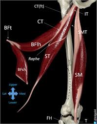 Touch device users, explore by touch or with swipe gestures. Sonographic Landmarks In Hamstring Muscles Springerlink