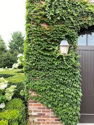 How To Choose The Best Ivy Walls For