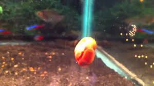 Ramshorn snails are extremely prolific and adaptable snails. Fred Derf Ramshorn Snail Laying Eggs Youtube