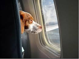 Traveling With A Comfort Animal Pet Travel Blog Resource For Traveling Pets