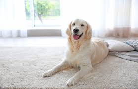clean pet hair out of your carpet