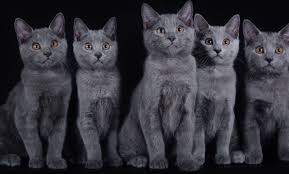 chartreux cat breed information cat