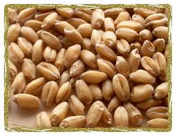 Image result for pictures of wheat