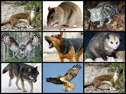 Weasels And Foxes And Hawks Oh My Identifying Common