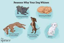 reasons why your dog whines and how to