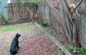 Creating A Pet Safe Garden A Guide To