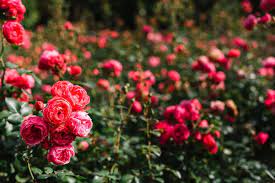 Rose Garden Images Free On