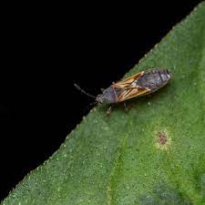 chinch bugs are turf insect pests in