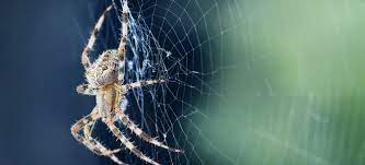 Of Spiders In Your Basement Crawl Space