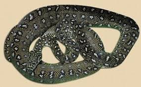 diamond carpet python snake ranch