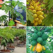 They are currently cultivated in warm areas around the. Growing Dwarf Papaya From Seeds A Full Guide Gardening Tips