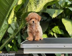 puppy tiny fawn male toy poodle