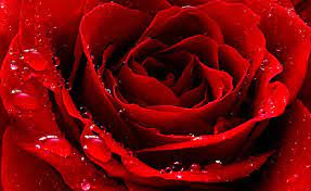 hd wallpaper red love rose red rose