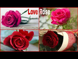 red rose dp rose flower dp