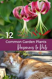 common garden plants poisonous to pets