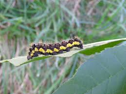 17 Species Of Poisonous Caterpillars