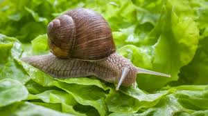 how to tell the future with snails and