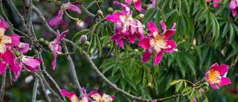 We did not find results for: The Silk Floss Tree Is A Blooming Beauty Horticulture Blog Auckland Zoo