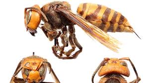 asian giant hornets hornets