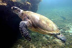 Hawksbill Sea Turtle Wikipedia