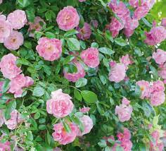Una rosa senza spine (titolo originale: Rose Botaniche Coltivazione E Varieta Di Rosa Banksiae Passione In Verde