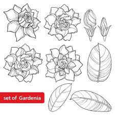 Gardenia Drawing Images Browse 4 002