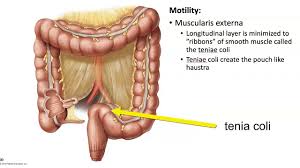 functions of the large intestine you
